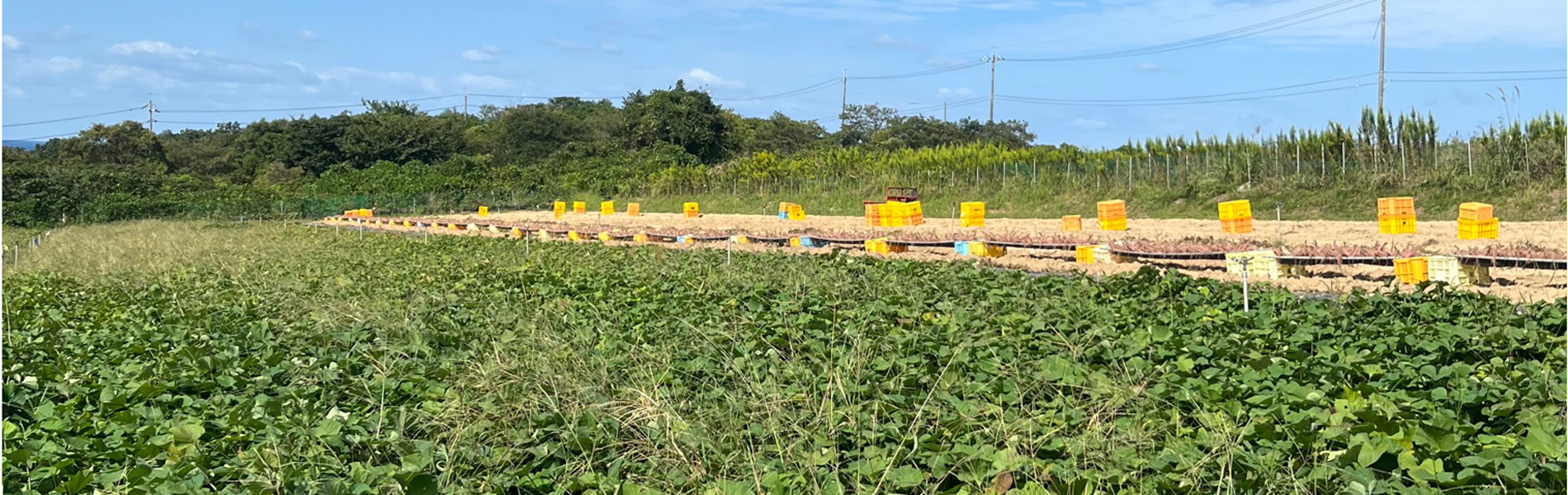 シンプルでカスタマイズしやすいWordPress.org登録テーマ